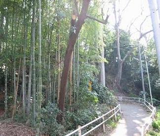 僕の家の近くの立川断層をＳ字状に登る竹林の坂