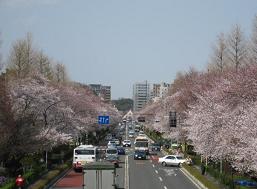 歩道橋の上から国立駅方向を見た両側桜の景色