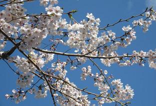 目の覚めるような青空と桜