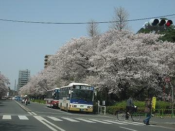 国立の桜2007