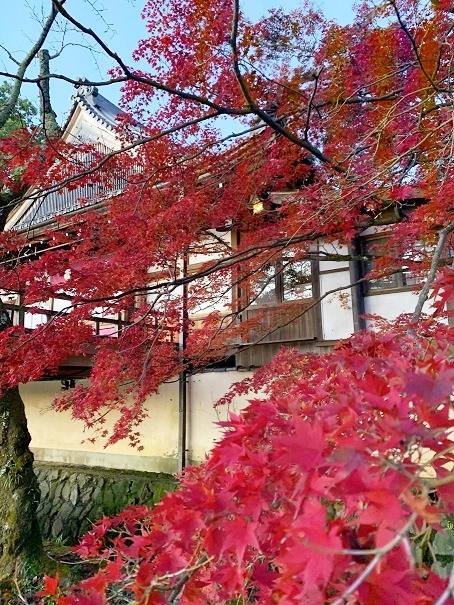 写真　大覚寺の白壁を背景に紅いもみじの枝ぶり