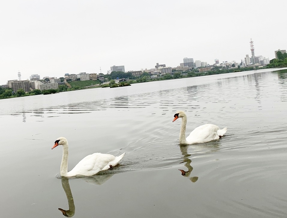 写真　千波湖に浮かぶ２匹の白鳥