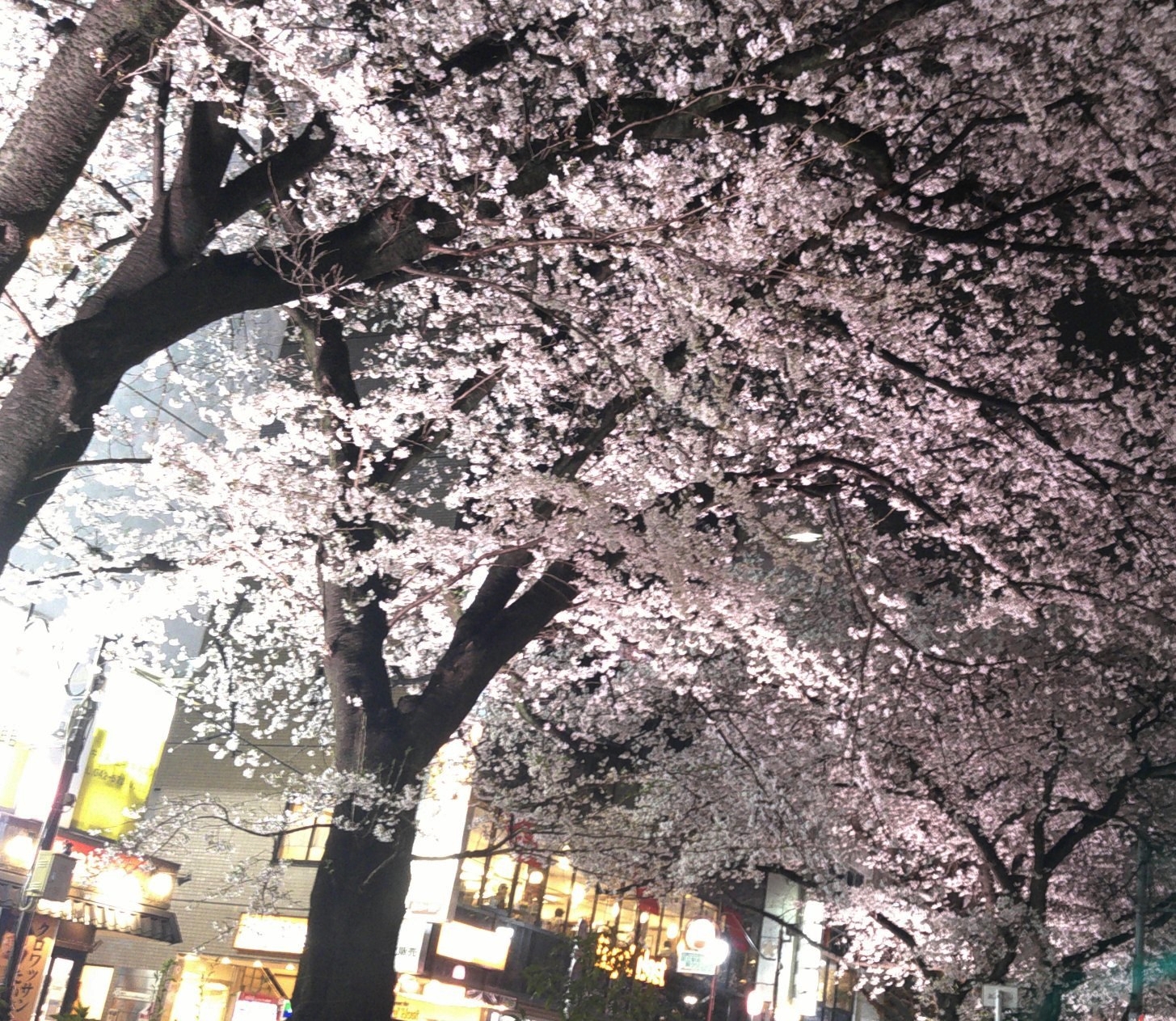 写真　国立駅周辺の夜桜